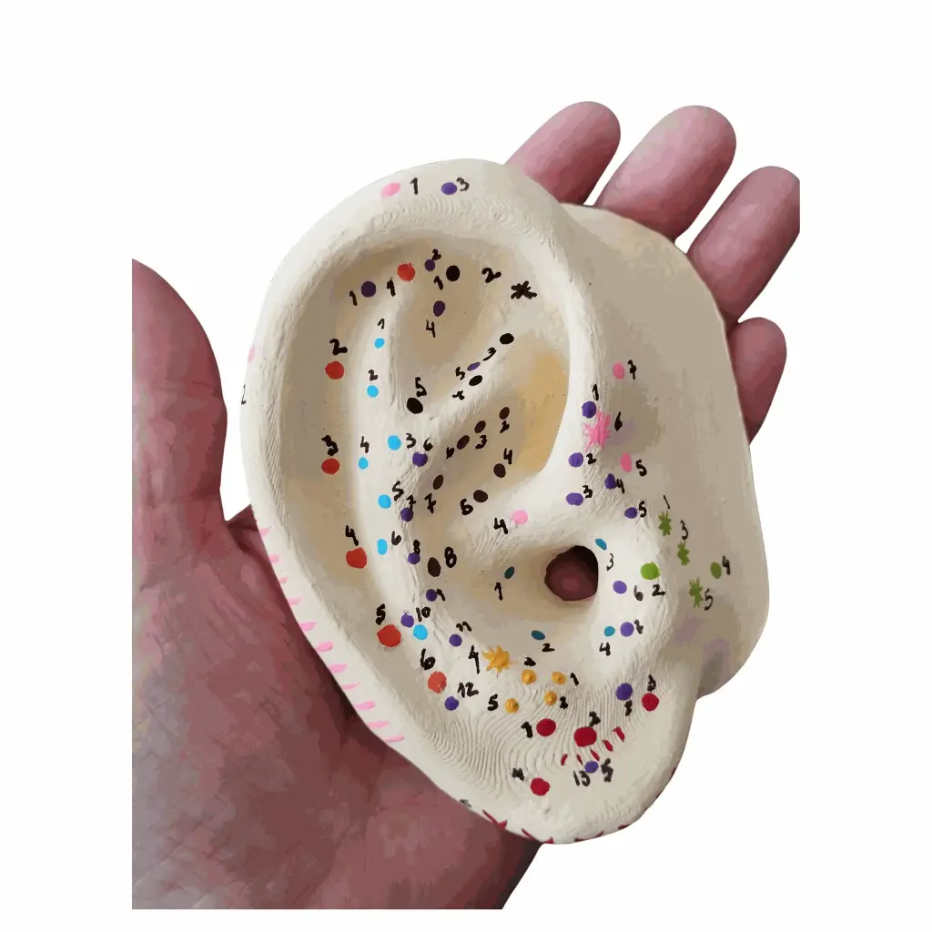 Orejas (pabellones) con puntos para Auriculoterapia (2)