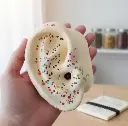 Orejas (pabellones) con puntos para Auriculoterapia (2)