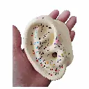 Orejas (pabellones) con puntos para Auriculoterapia (2)